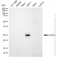 KD-Validated Anti-UCHL1 Rabbit Monoclonal Antibody